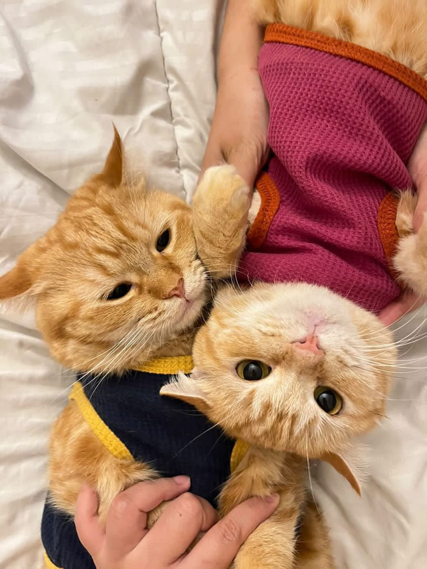 How Pets Became Part of Our Everyday Lifestyle