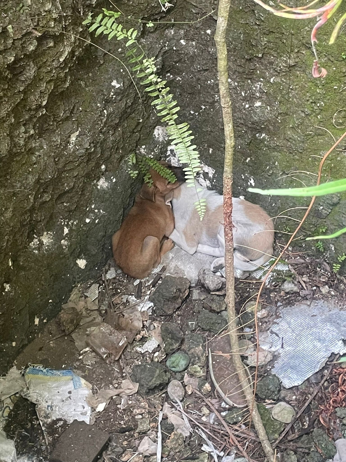 A Happy Ending for Two Puppies in Uluwatu