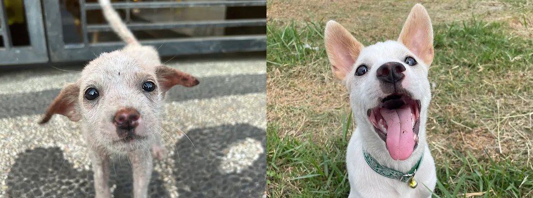 The Resilience of Boo: A Heartwarming Transformation