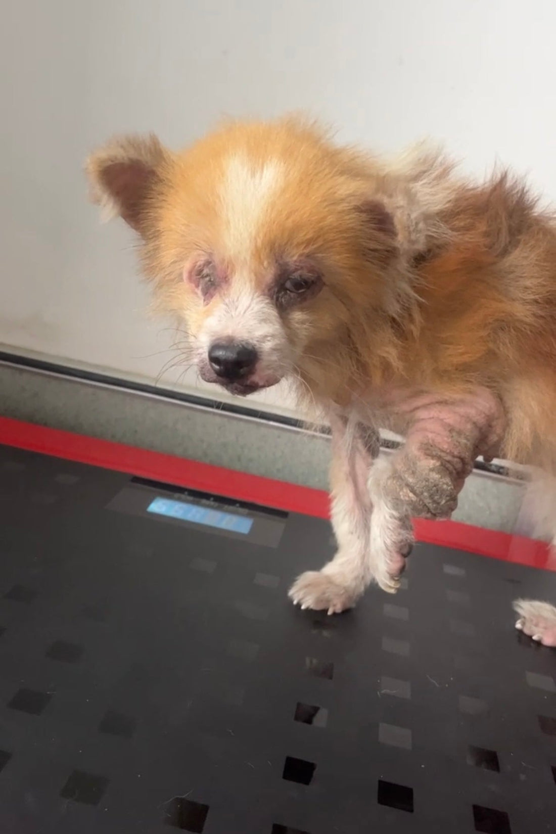 The Unbreakable Spirit of Mojo: A Tale of Triumph