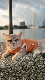 Cat wearing an orange sweater sitting on a stone surface with a lake and fountain in the background