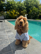 River Shirt Pet