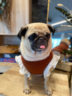 Pug dog wearing a small orange sweater with white ruffles indoors.