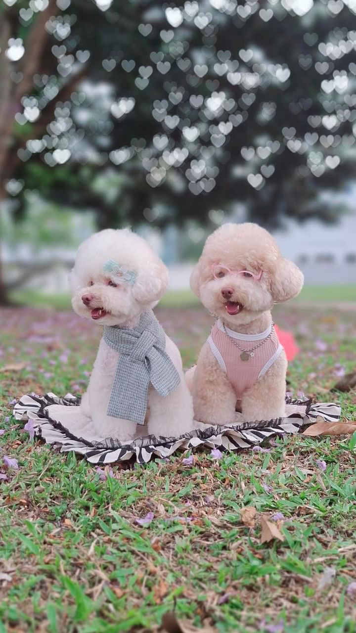 Two poodles sitting on a blanket in a park with a heart-shaped filter effect.