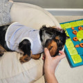 Small dog wearing a gray sweater being petted on a couch with a colorful toy nearby.