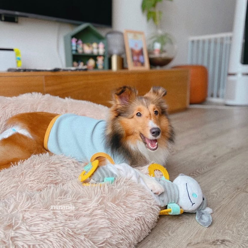 Dog wearing a light blue sweater lying on a fluffy pink rug with a toy in a living room.
