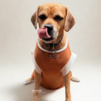 Dog wearing an orange sweater with white trim on a plain background