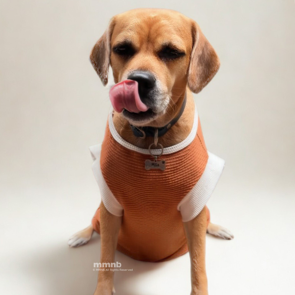 Dog wearing an orange sweater with white trim on a plain background