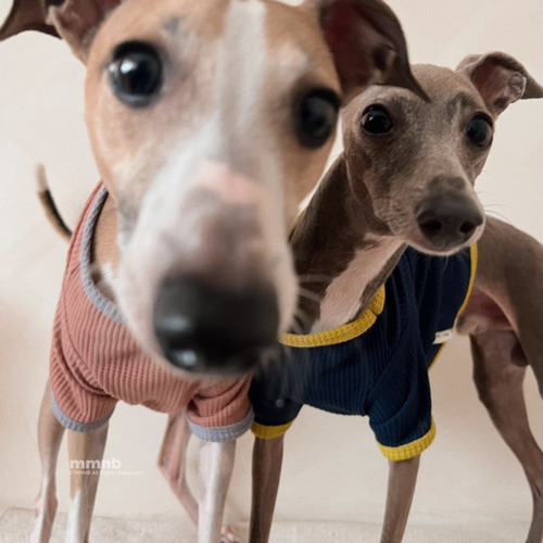 Two small dogs wearing sweaters standing close together on a light background