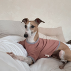 Dog wearing a pink sweater sitting on a bed
