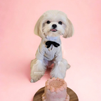 Small dog wearing a outfit with a bow tie on a pink background