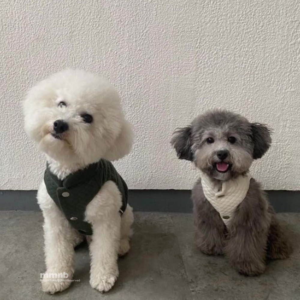 Two dogs, one white and one gray, sitting side by side against a plain wall.