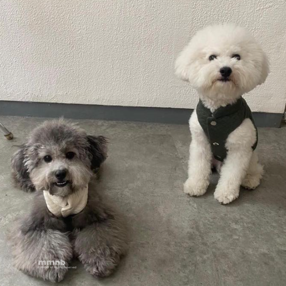 Two dogs, one gray and one white, sitting on a concrete floor against a plain wall.