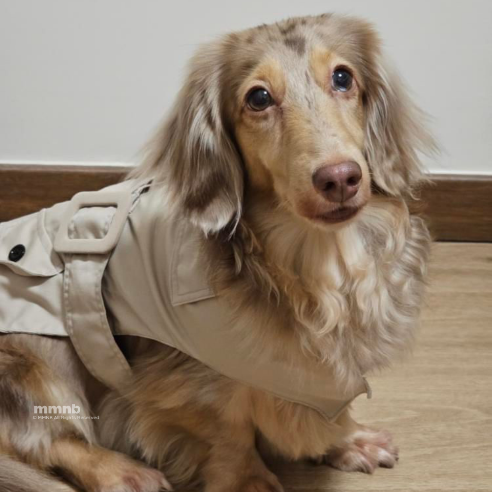 Dog wearing a beige coat sitting on a wooden floor.