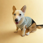 Dog wearing a patterned shirt on a beige background