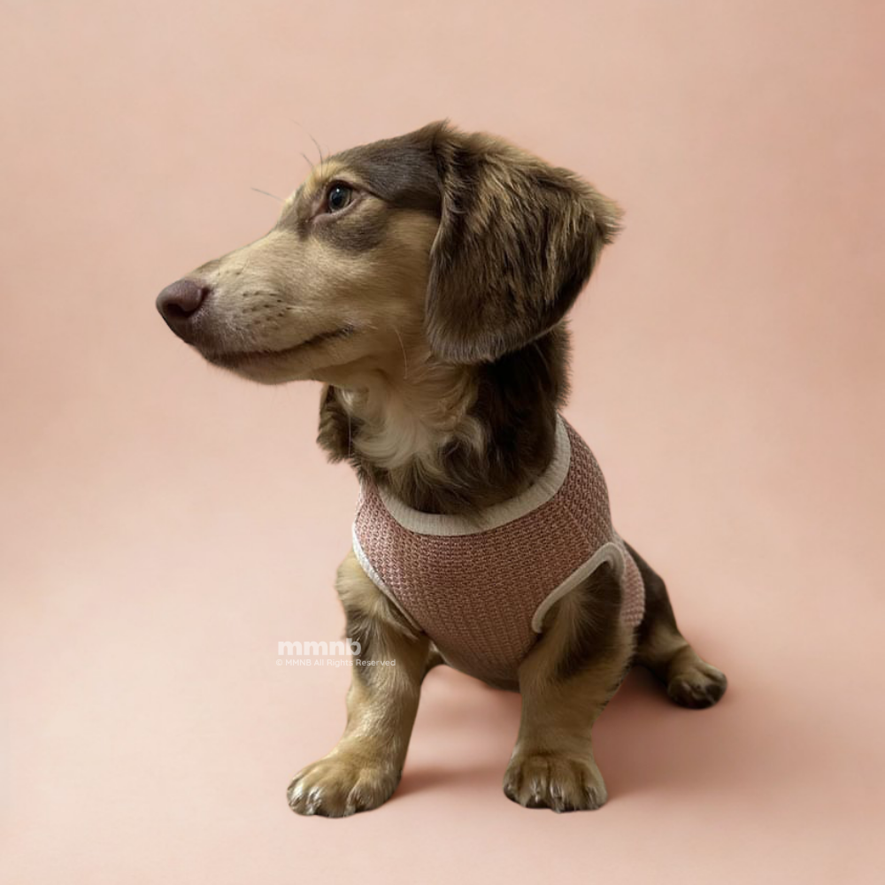Small dog wearing a pink knitted sweater on a pink background