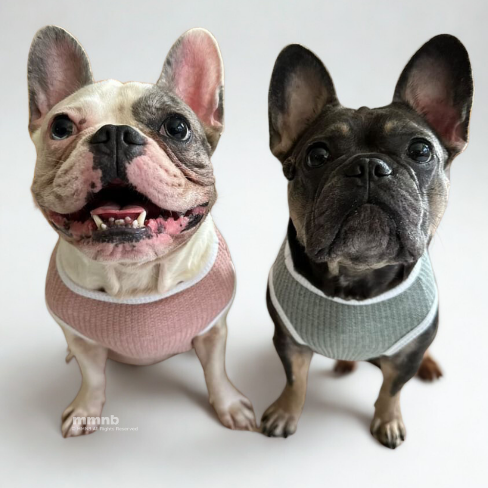 Two French Bulldogs wearing sweaters on a white background