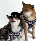 Two dogs wearing striped sweaters on a white background