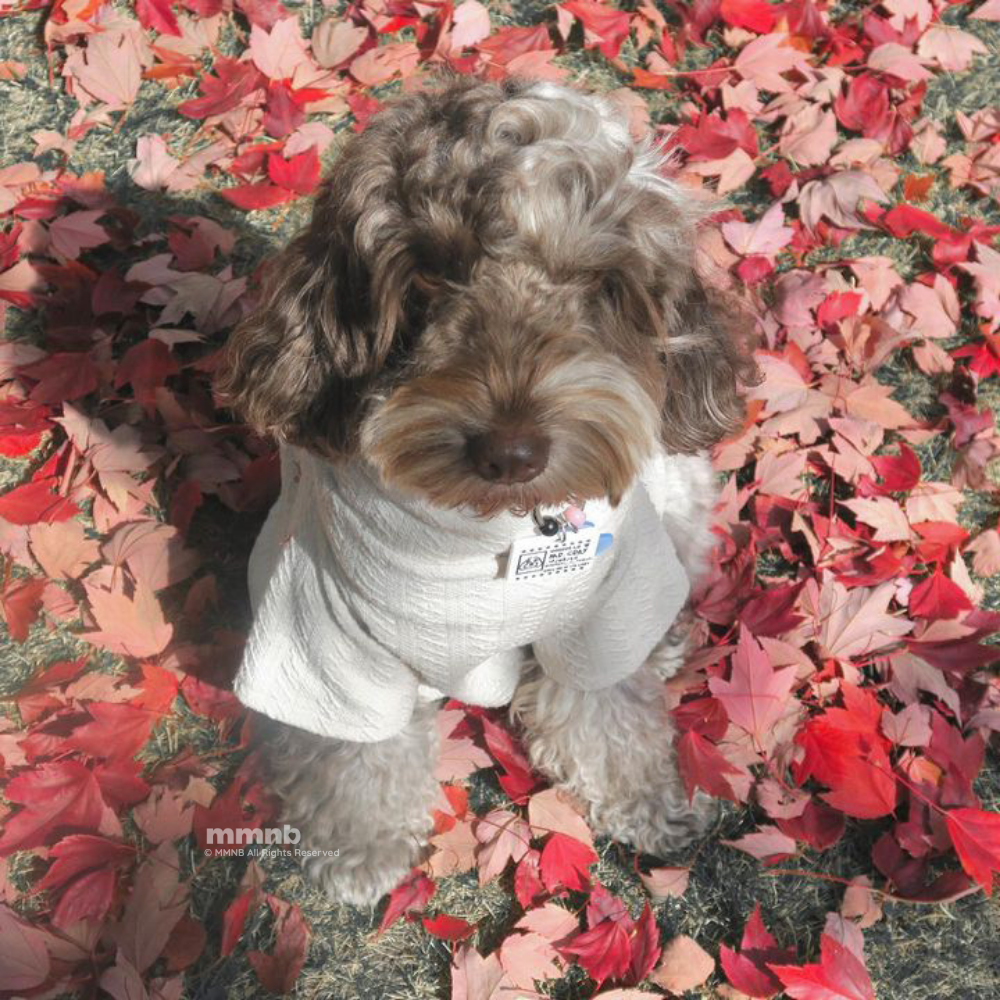 Dog wearing a sweater surrounded by colorful leaves