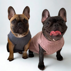 Two dogs wearing sweaters, one gray and one pink, on a white background.