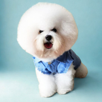White dog with a blue denim outfit on a light blue background
