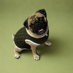 Pug wearing a green sweater and black cap on a green background