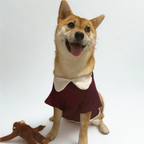 Dog wearing a maroon sweater with a white shirt underneath on a white background