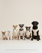 Five dogs of different breeds sitting together on a plain background