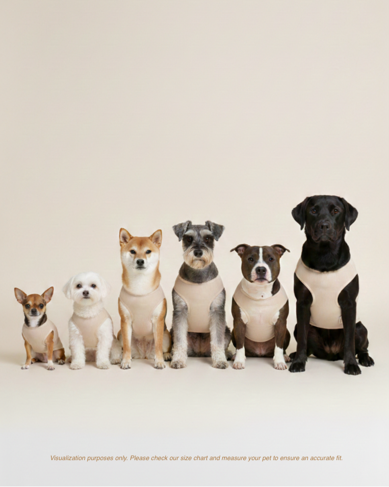 Five dogs of different breeds sitting together on a plain background