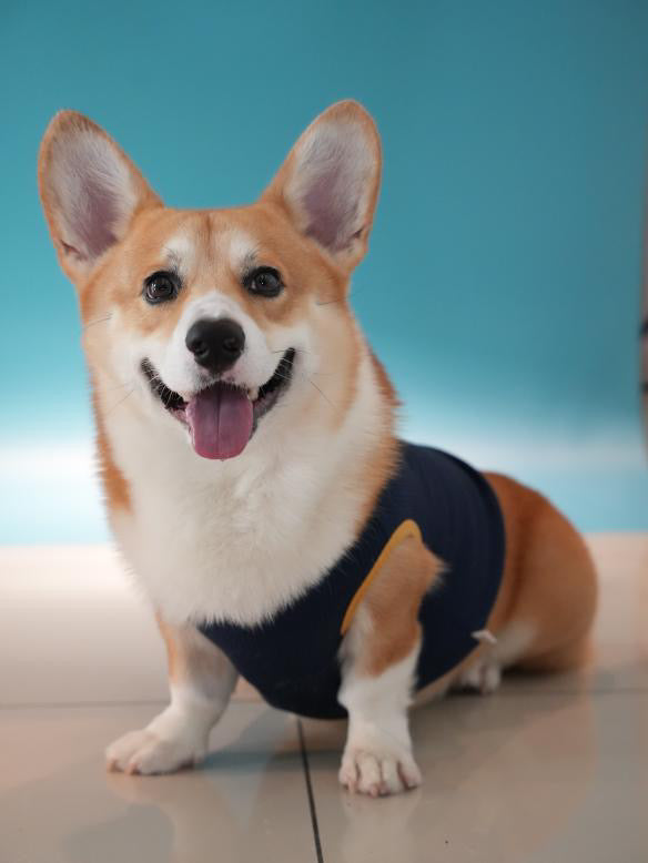 Corgi dog wearing a blue sweater on a light blue background