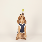 Dog wearing a blue harness catching a yellow ball on a beige background