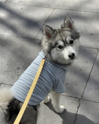Mason Knit Polo