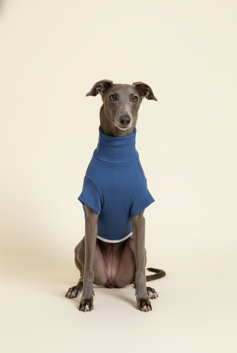 Dog wearing a blue sweater on a beige background