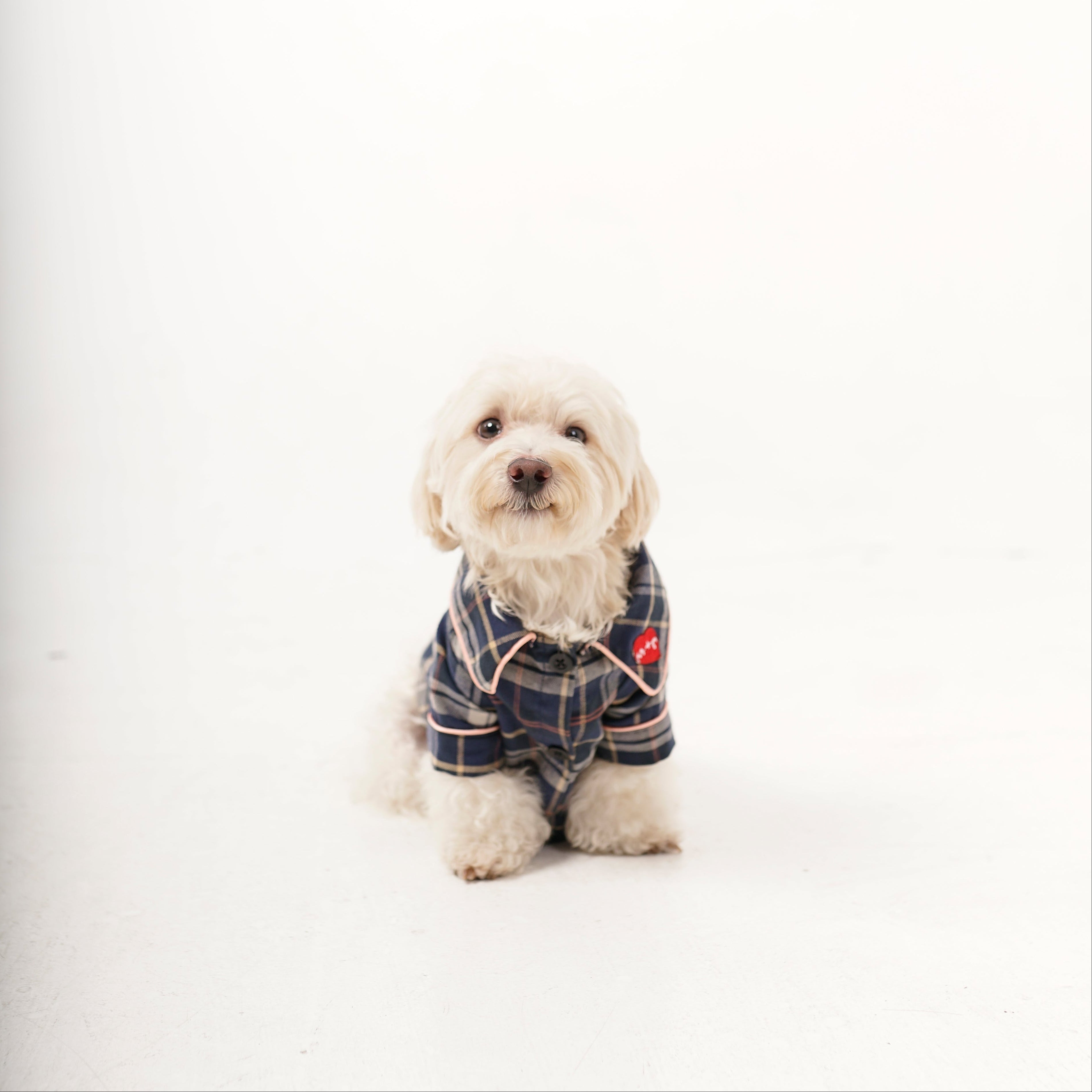 Small dog wearing a plaid jacket on a white background