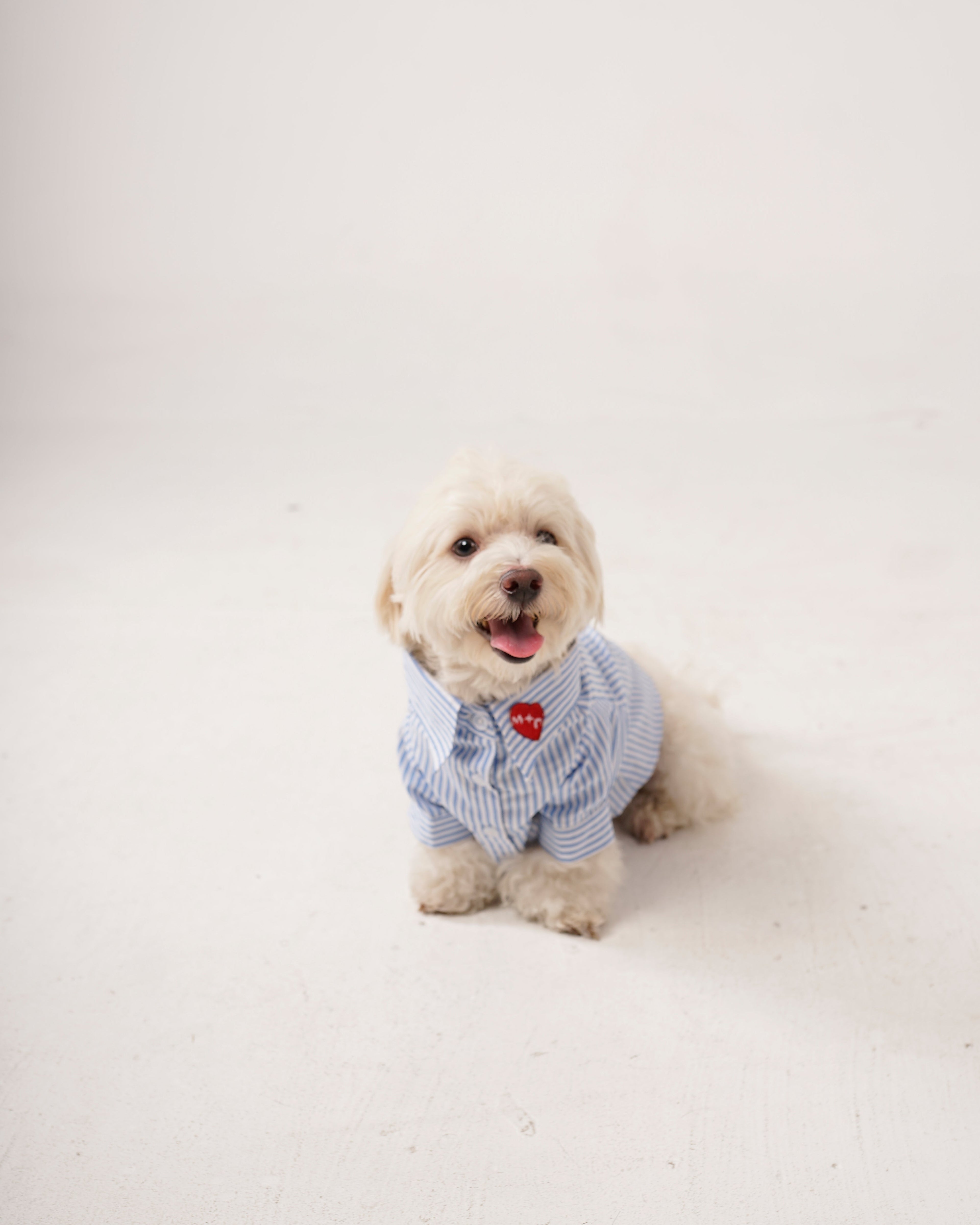 Small dog wearing a blue checkered shirt with a red heart on a white background