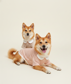 Two dogs wearing matching outfits on a plain background