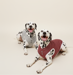 Two Dalmatian dogs wearing shirts on a beige background