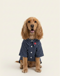Dog wearing a navy pinstripe coat with a red heart patch on a white background