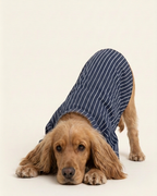 Dog wearing a blue striped shirt on a beige background
