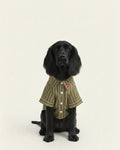 Black dog wearing a green striped shirt on a white background