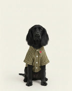 Black dog wearing a green striped shirt on a white background