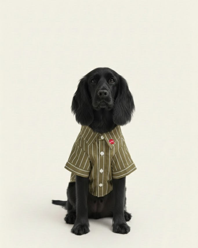 Black dog wearing a green striped shirt on a white background