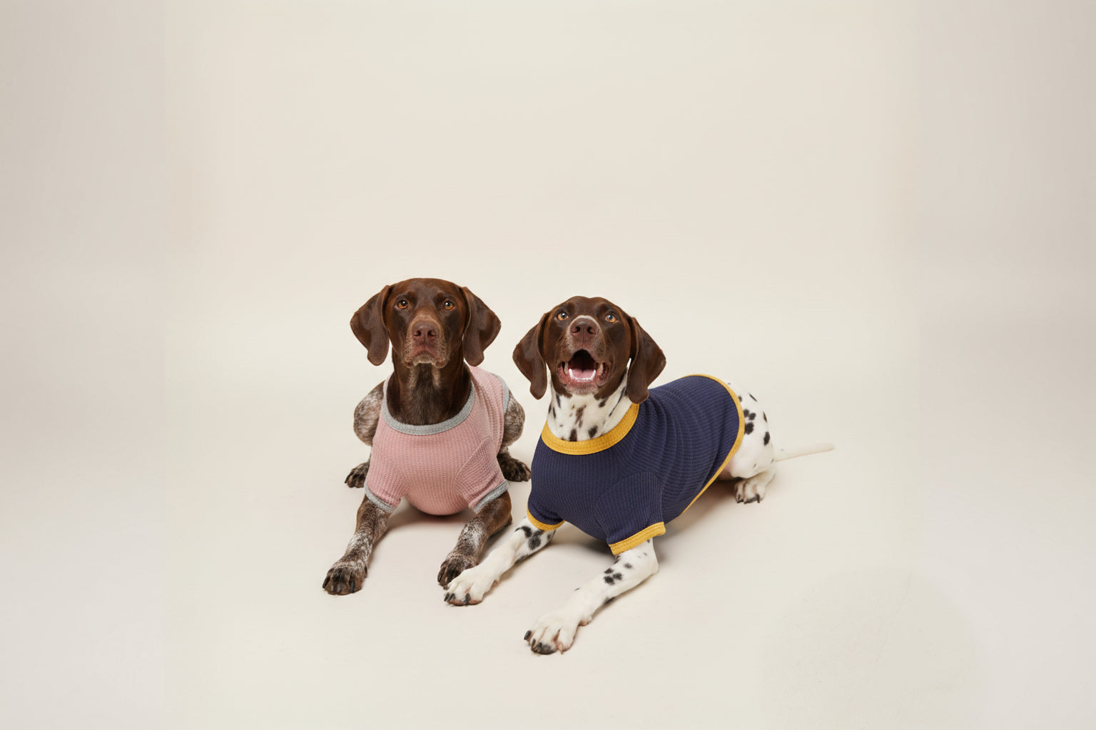 Two dogs wearing colorful sweaters on a plain background