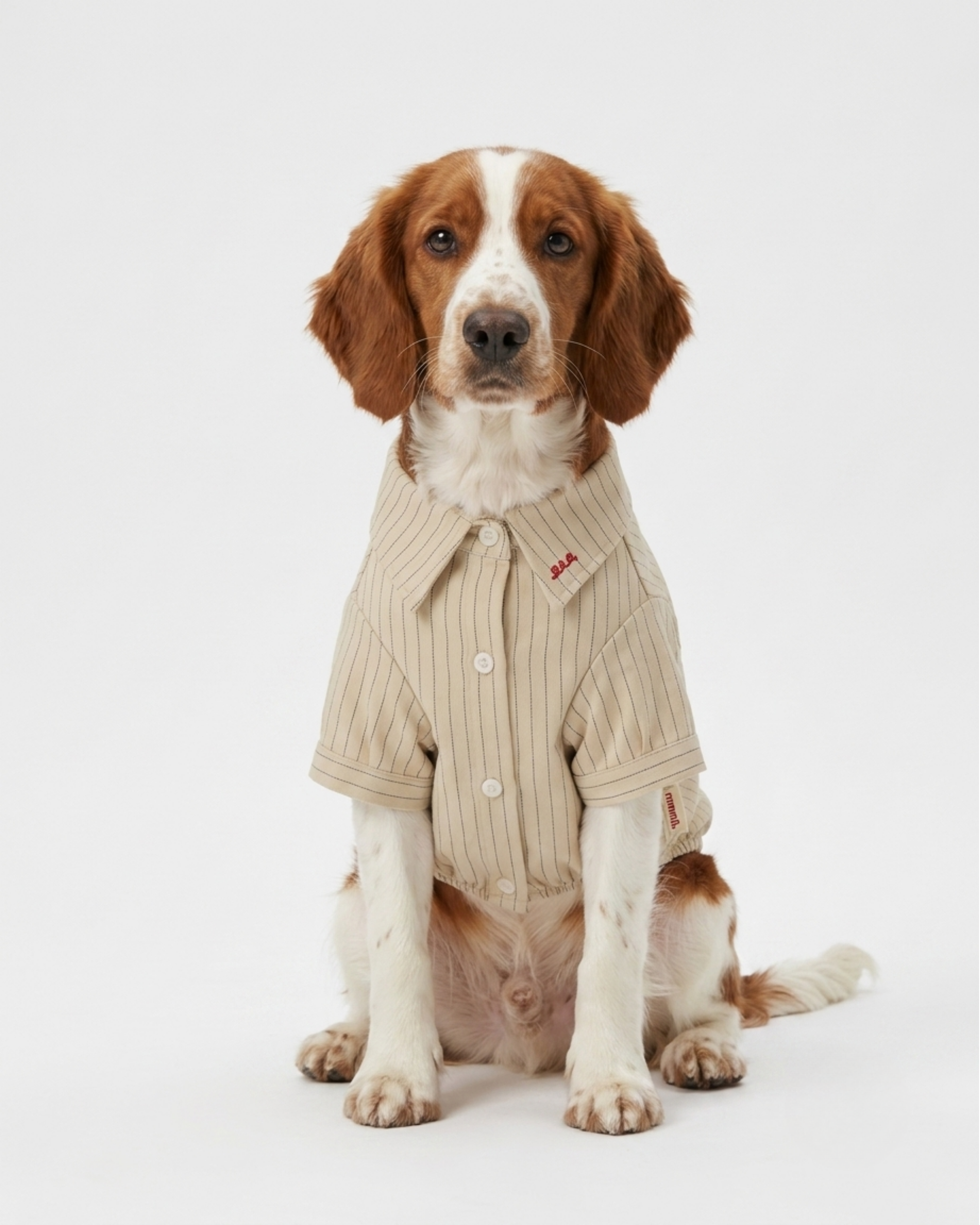 Maddox Shirt Pet in Cream