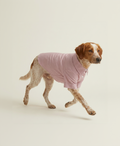 Dog wearing a pink sweater on a beige background