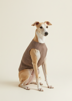Dog wearing a brown sweater on a beige background