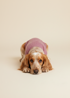 Dog wearing a pink sweater on a beige background