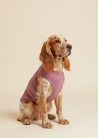 Dog wearing a pink sweater on a beige background