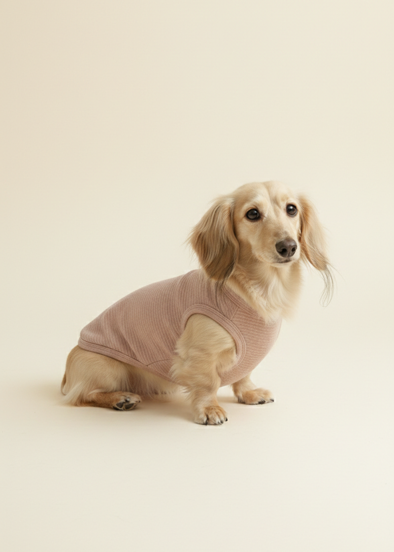 Dog wearing a pink sweater on a beige background