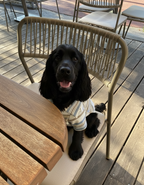 Black dog sitting on a chair outdoors with wooden table and chairs in the background